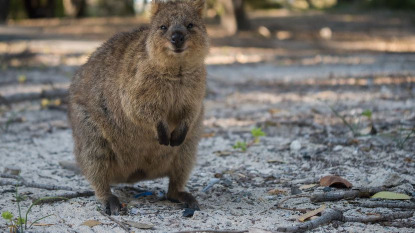 Quokka