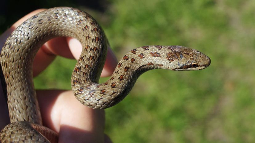 Smooth Snake