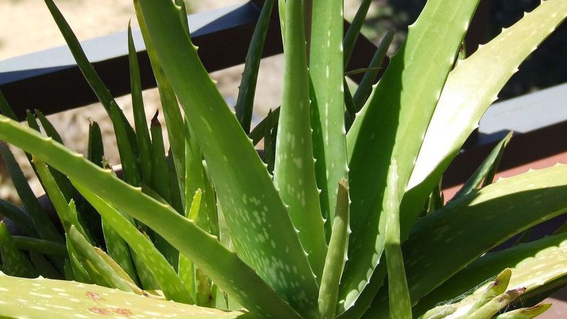 Aloe vera