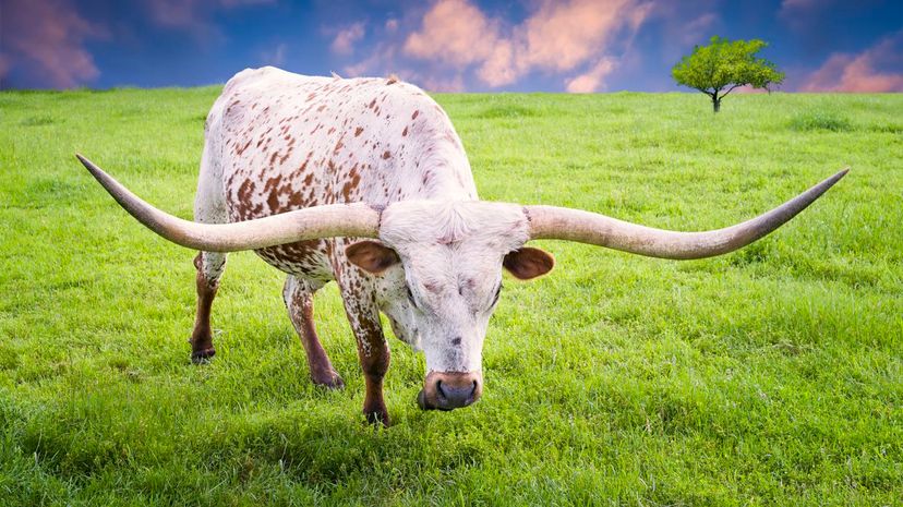 Texas longhorn steer