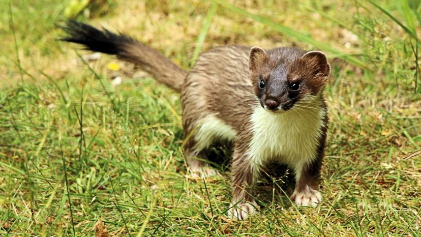 Stoat