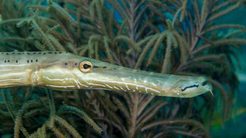 Atlantic trumpetfish