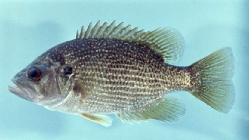 Roanoke Bass