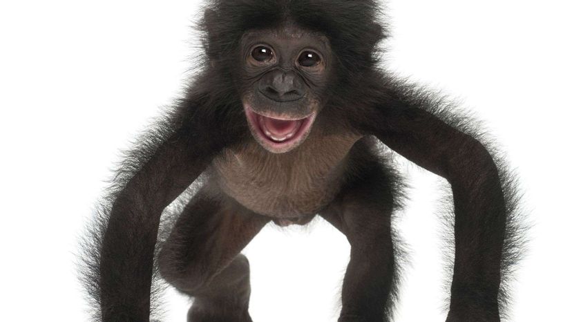 Baby bonobo
