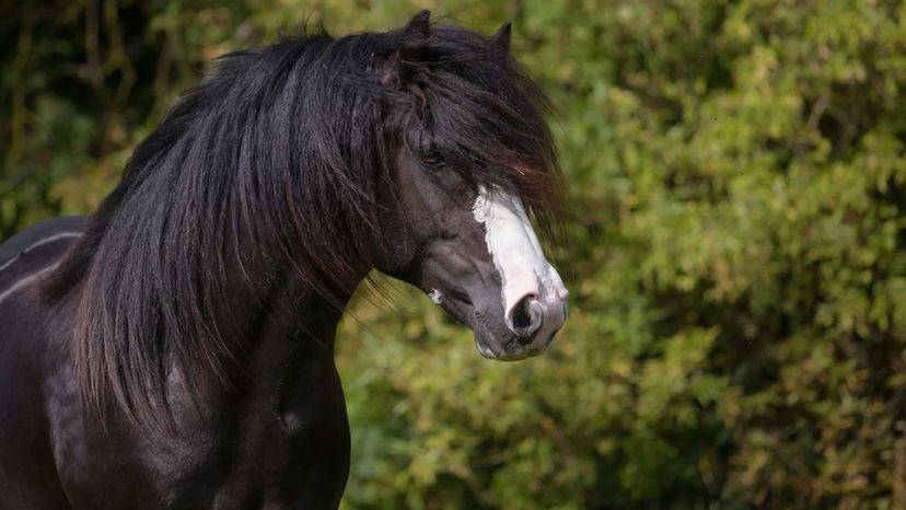 3 Types of Horse Hair You Should Definitely Care About –