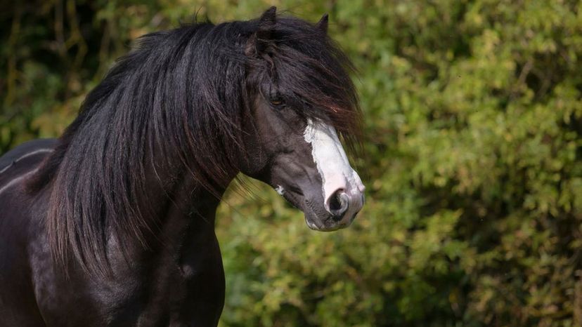 Can You Guess These Horse Breeds in this Hidden Picture Game?