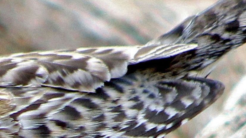 cactus wren