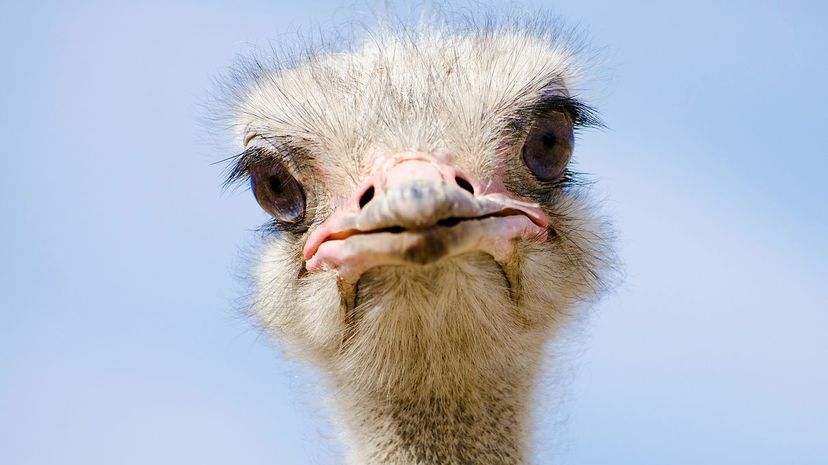 Ostrich