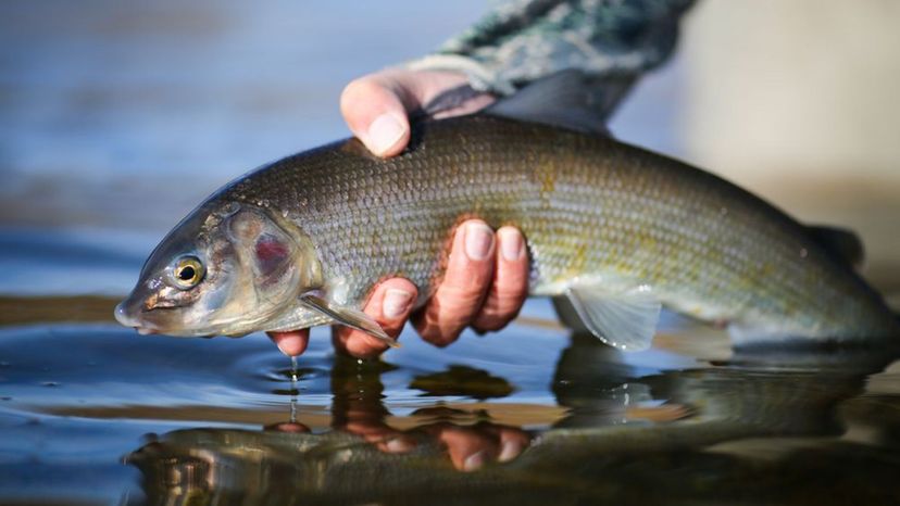 Mountain Whitefish