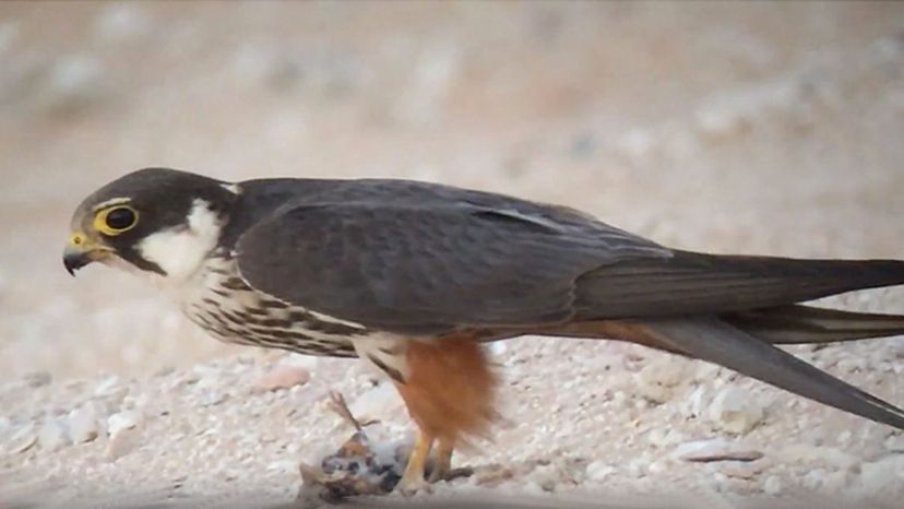 Eurasian Hobby