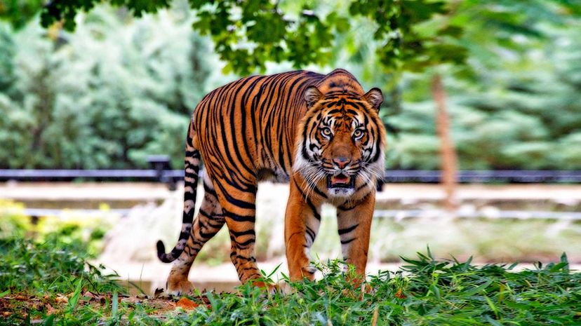 Sumatran Tiger