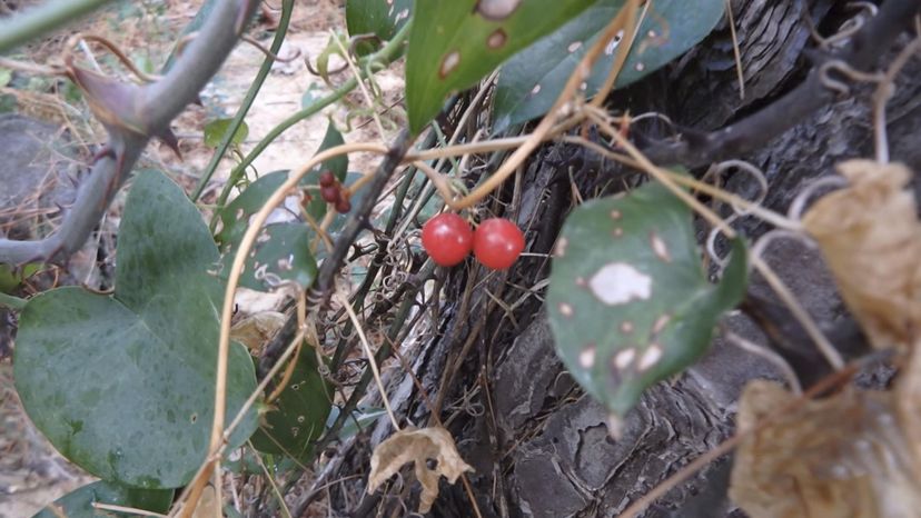 Black bryony (dioscorea communis)