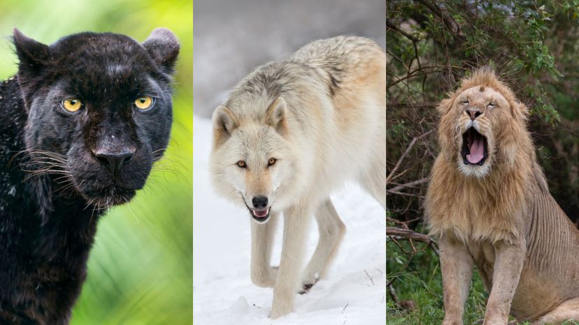 Which Apex Predator Is Your Totem Animal?