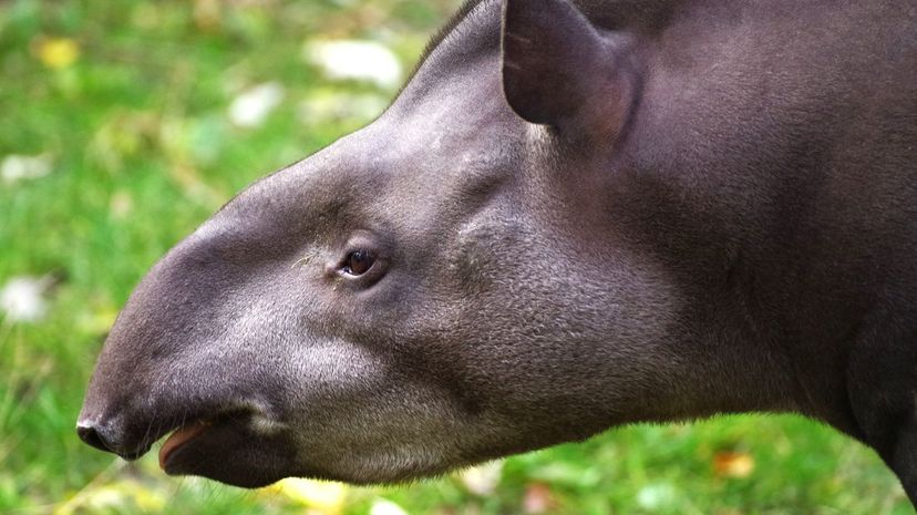 Tapir Head