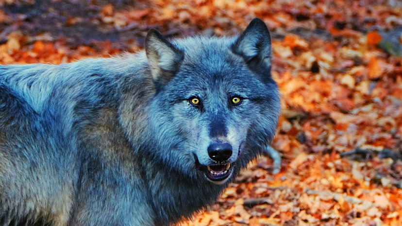 ¿Tu espíritu animal es un mono araña, un lobo gris o un quetzal?