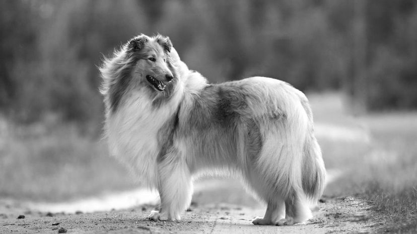 Collie