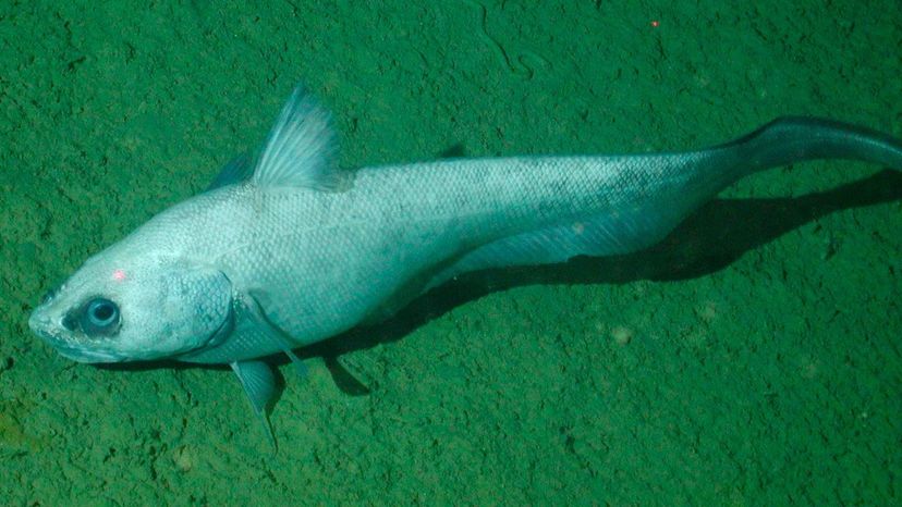 Grenadier fish