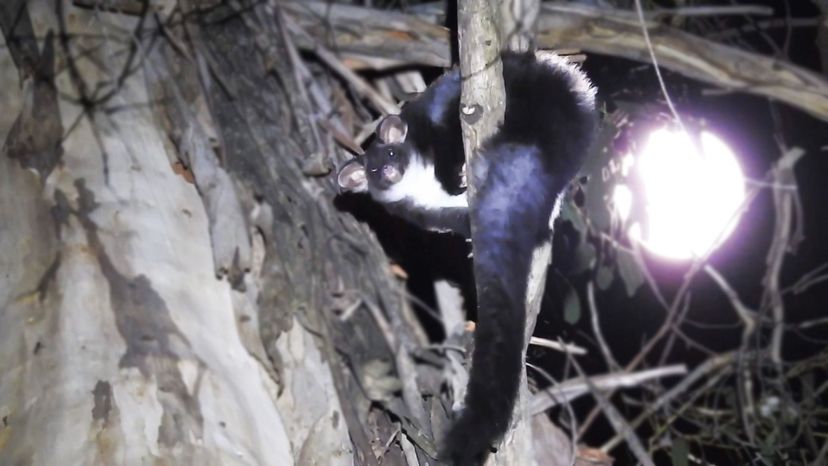 Greater glider