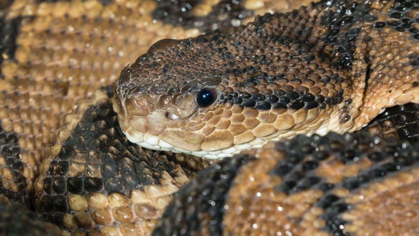 Este quiz de identificação de cobras venenosas é realmente difícil