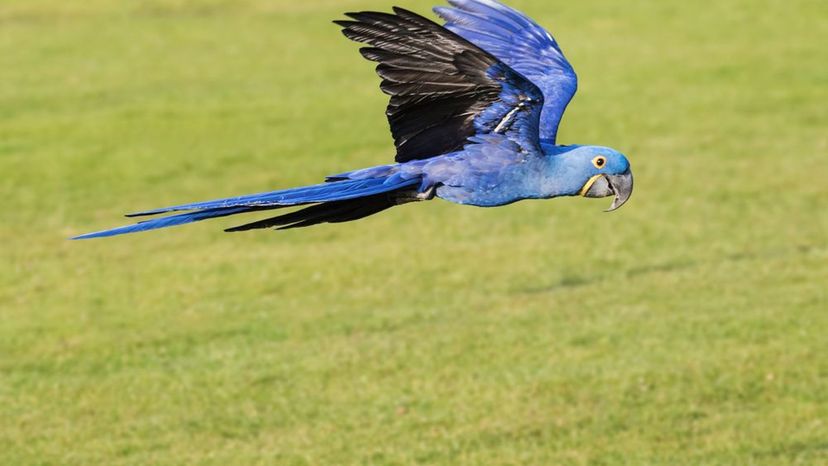 Hyacinth Macaw