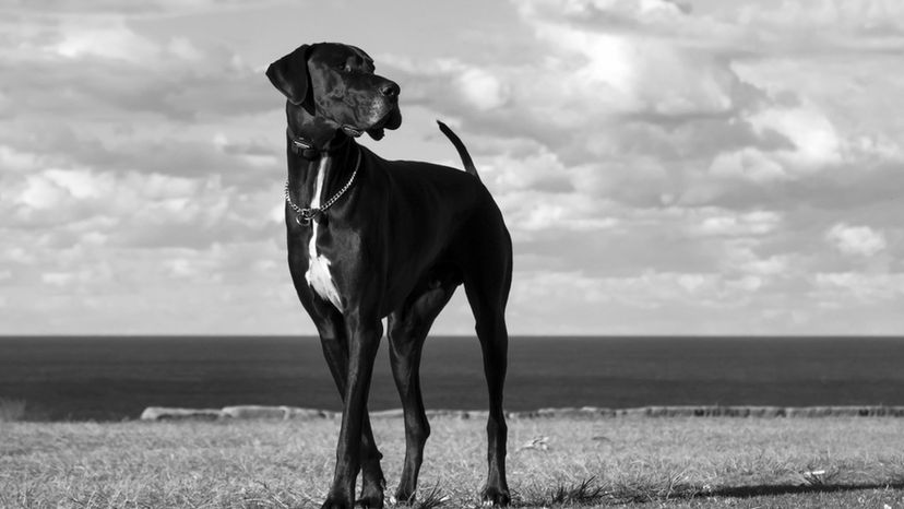 Great Dane