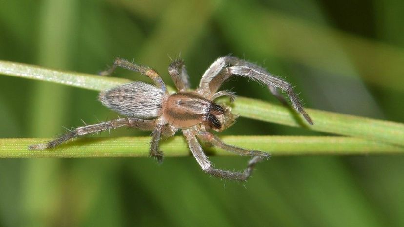 Yellow Sac Spider