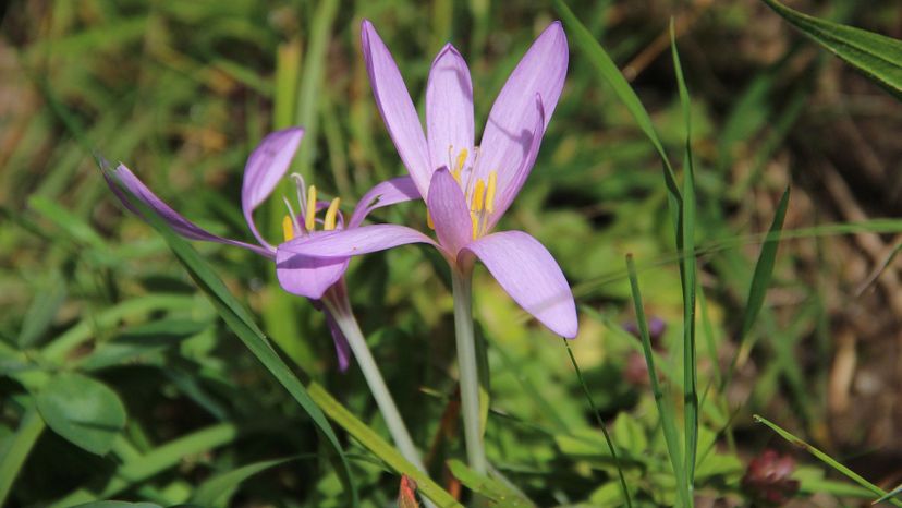 Autumn crocus (colchicum autumnale)