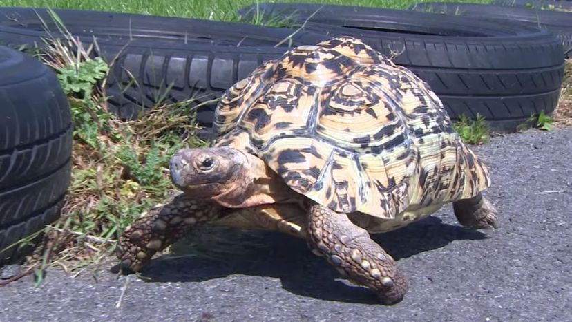 Bertie,-the-tortoise