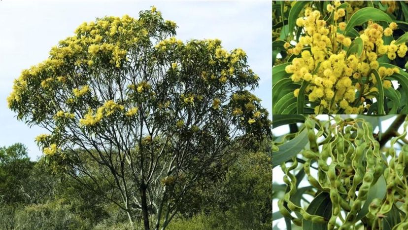 golden wattle