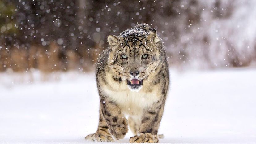Snow leopard