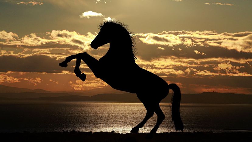 Which Legendary Horse Reflects Your Inner Self?
