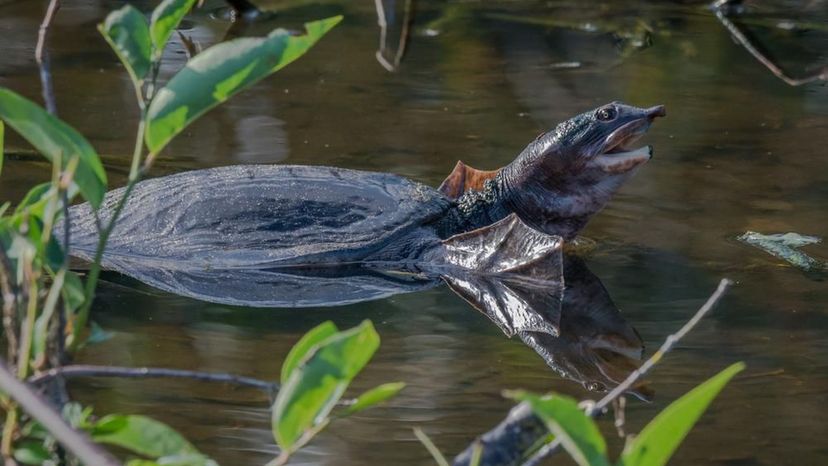 Softshell Turtle