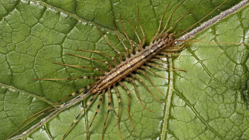 House Centipede