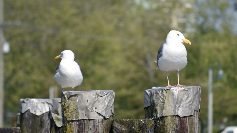 Bird Disagreement