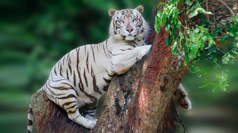 White Tiger