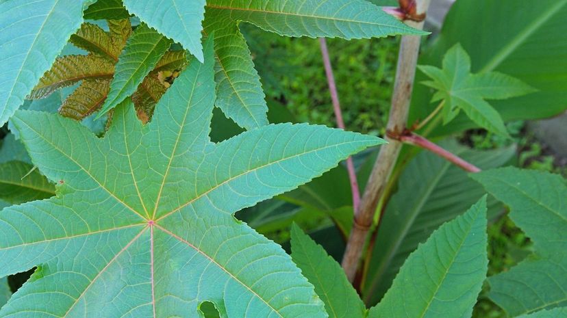 Castor beans