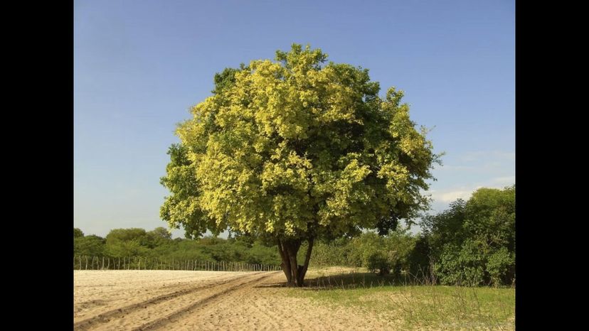 Sri Lankan ironwood