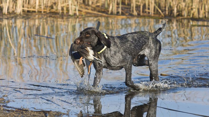 Can You Identify These Hunting Dog Breeds From a Single Image?