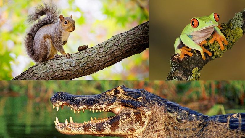 Squirrel - Crocodile - Frog