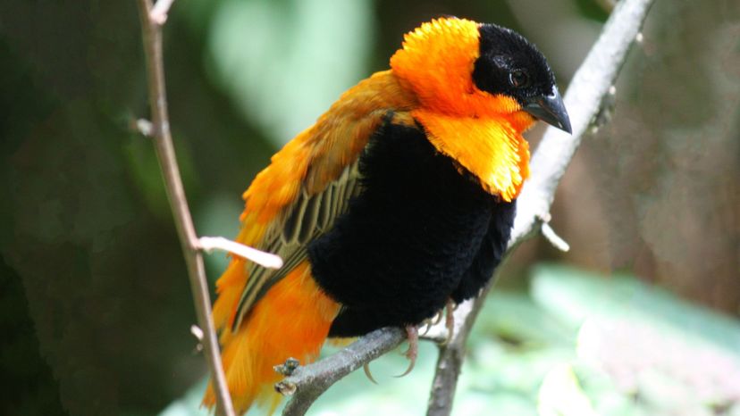 Orange Bishop