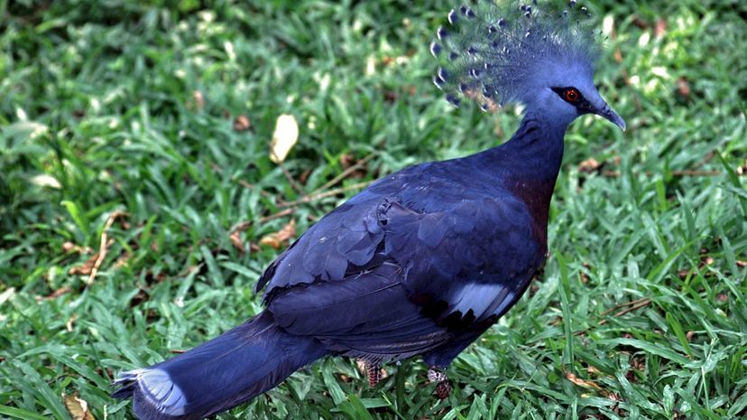 Blue-crowned pigeon