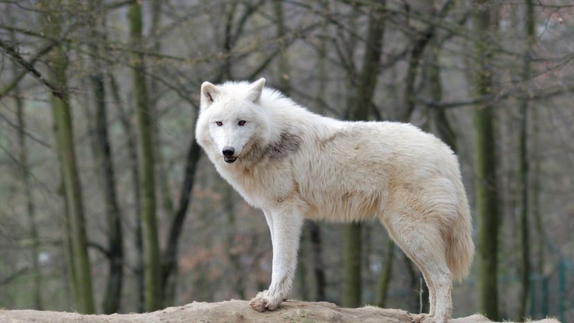 Arctic wolf