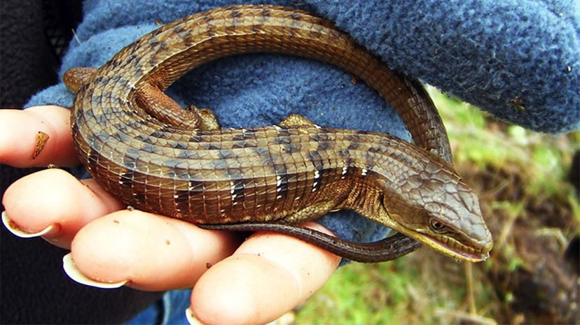 Northern Alligator Lizard