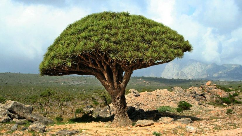 dragon tree