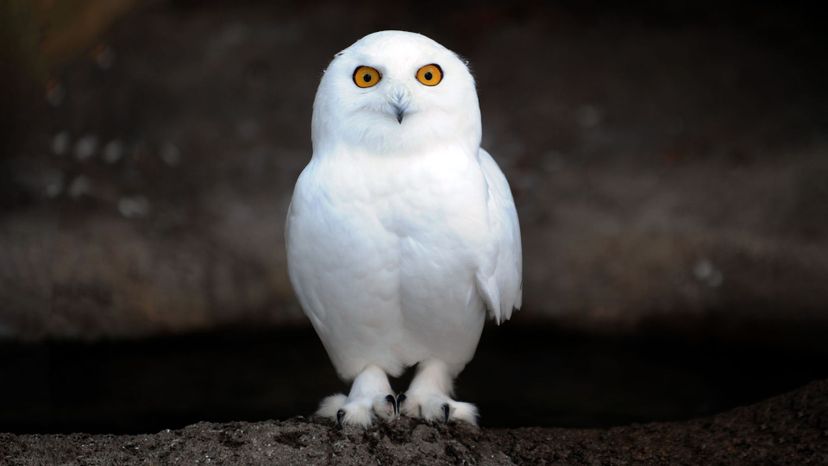 Snowy Owl