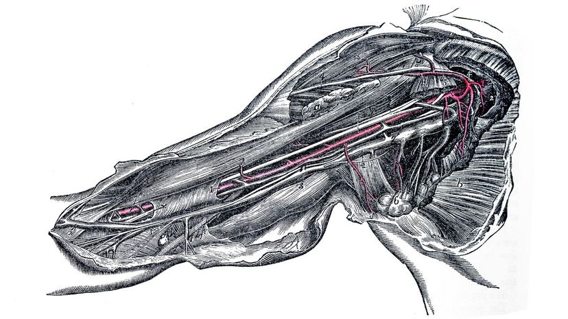 Brachial artery