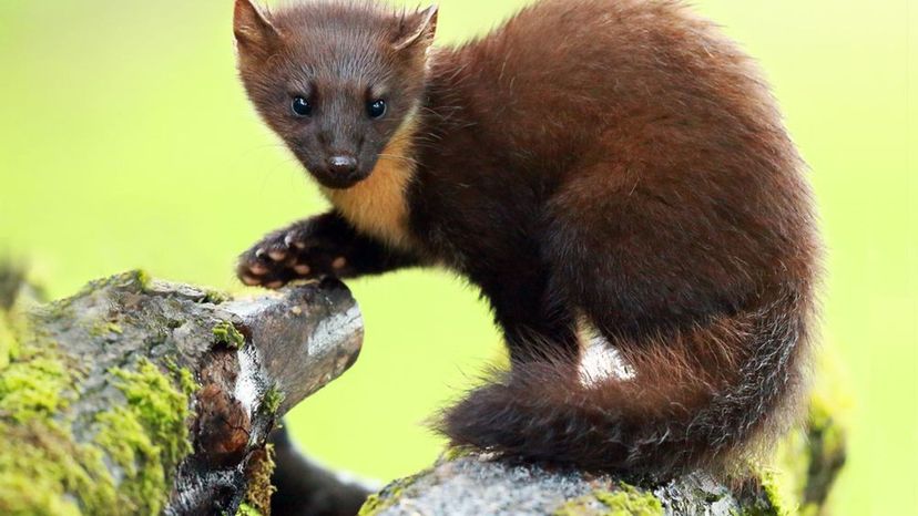 Pine marten