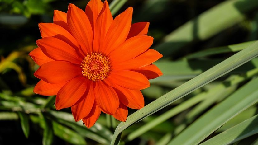 gazania