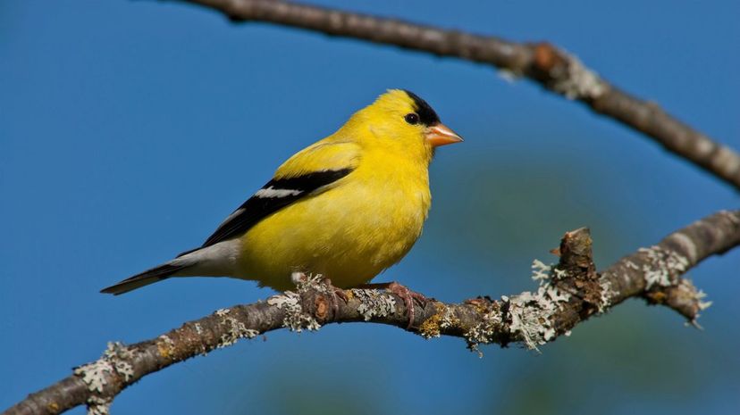 American goldfinch