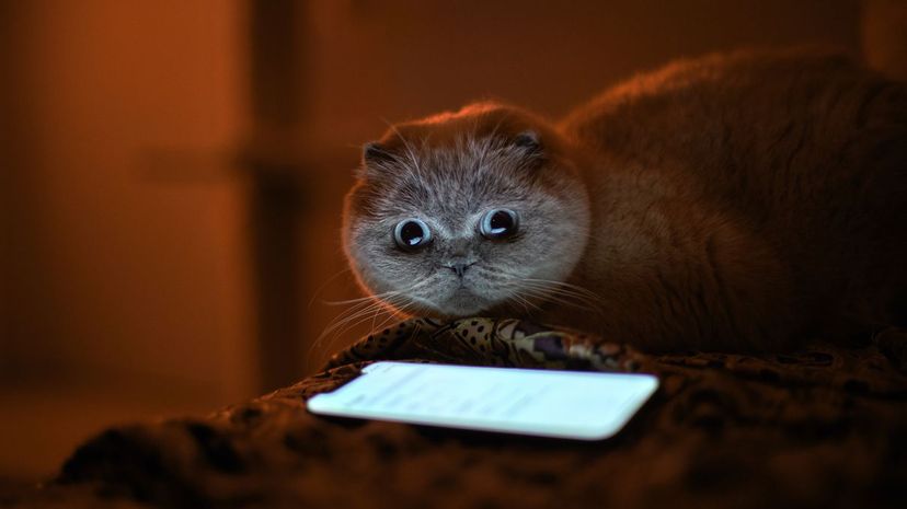 Phone cat